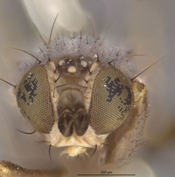Media type: image;   Entomology 13431 Aspect: head frontal view